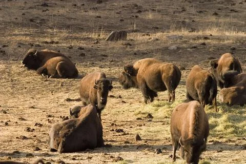Buffalo Stock Photos