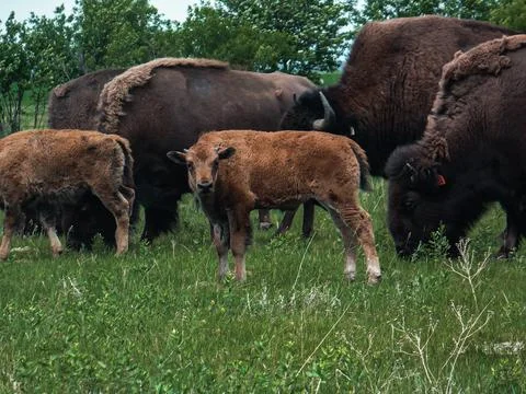 Buffalo Stock Photos