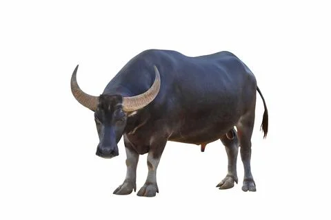Buffalo Stock Photos