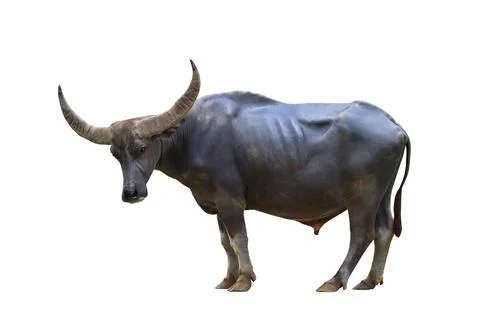 Buffalo Stock Photos