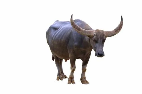 Buffalo Stock Photos