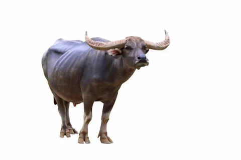 Buffalo Foto stock