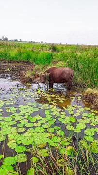 Buffalo Stock Photos