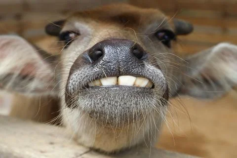 Buffalo Stock Photos