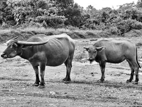 Buffalo Stock Photos