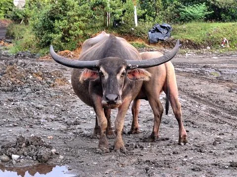 Buffalo Stock Photos