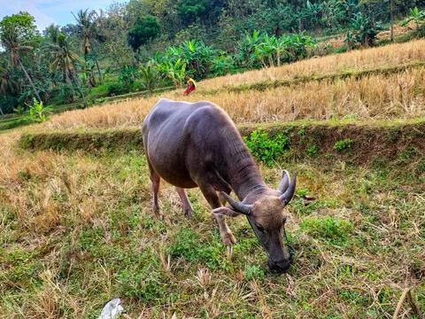 Buffalo Stock Photos
