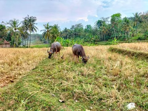 Buffalo Stock Photos