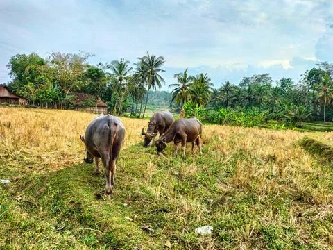 Buffalo Stock Photos
