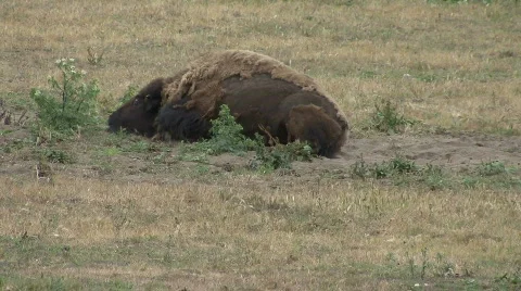 Buffalo Playing and Rolling in Grass 库存影片 78697