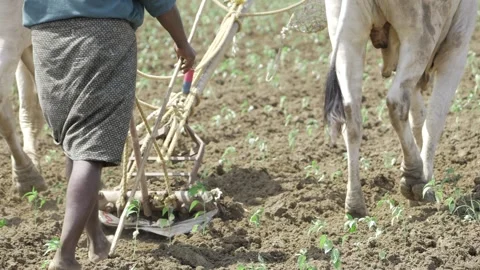 Buffalo-Plowed Fields - Ancient Farming Practices with a Modern Twist Stock Footage 320897024