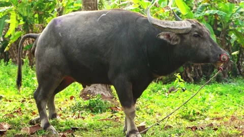 Buffalo pooping in the jungle Vidéo 136374228