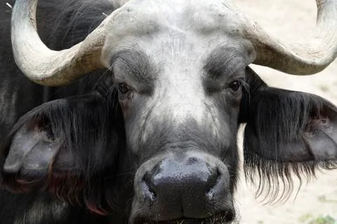 Buffalo portrait. 库存照片