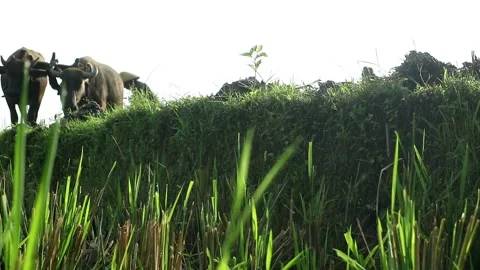 Buffalo power Stock-Footage 333296793