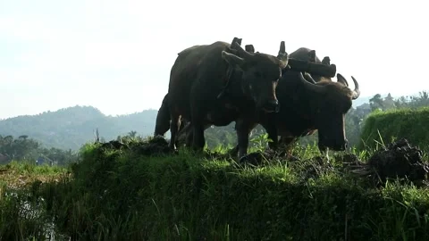 Buffalo power Stock-Footage 333298846