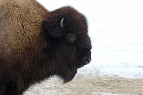 Buffalo Profile Stock Photos