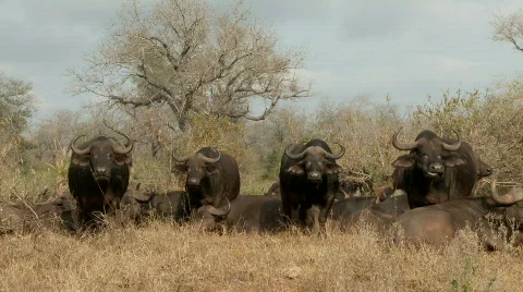 Buffalo Protection 库存影片 523464