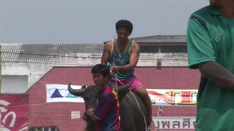 Buffalo race start 2 Stock Footage 488101