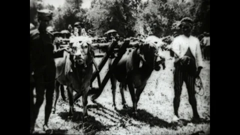 Buffalo Racing in Madeira Stock Footage 83602265