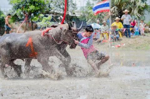 Buffalo racing Stock Photos