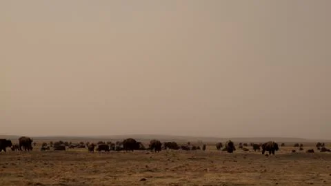 Buffalo ranch Stock Photos