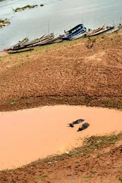 Buffalo Relax wallowing in a pool of muddy water Stock Photos