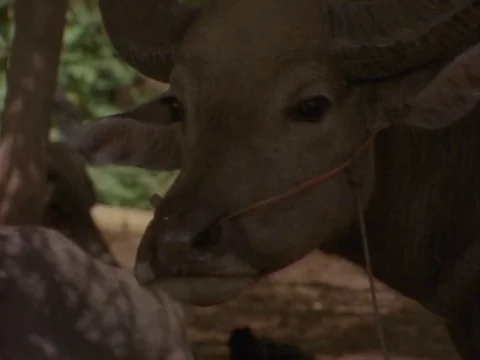 Buffalo relaxing in farm Stock Footage 79880617