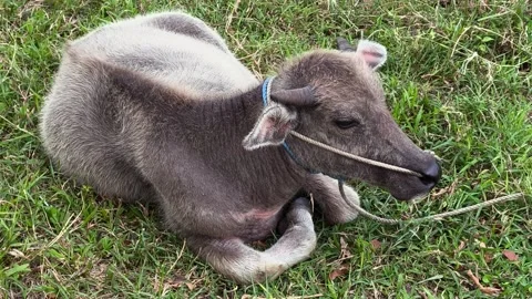 A buffalo is relaxing lying down in the grassland (1) Stock Footage 320504358