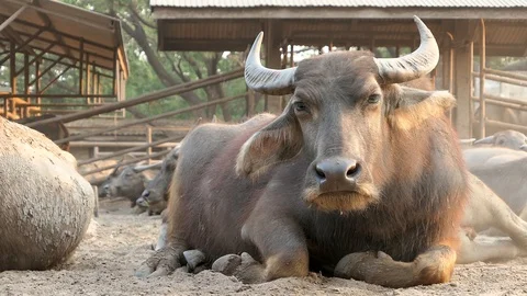 Buffalo rest and relax Stock Footage 104592310