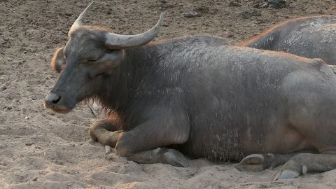 Buffalo rest and relax Stock Footage 104592401