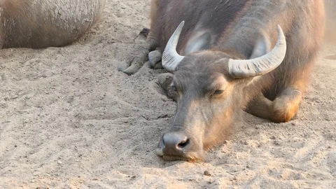 Buffalo rest and relax Stock Footage 104592485