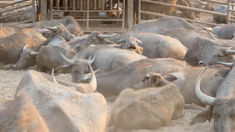 Buffalo rest and relax Stock Footage 104592565