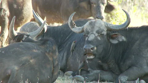 Buffalo at rest 库存影片 369870