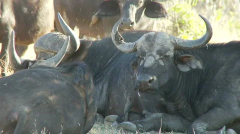 Buffalo at rest 库存影片 369881