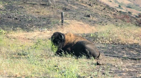BUFFALO RESTS IN THE GRASS Stock Footage 8575024