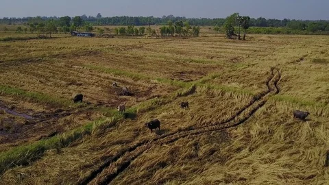 Buffalo in rice field  Stock Footage 77297343