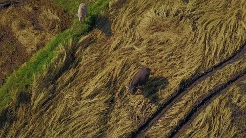 Buffalo in rice field  Stock-Footage 77297713