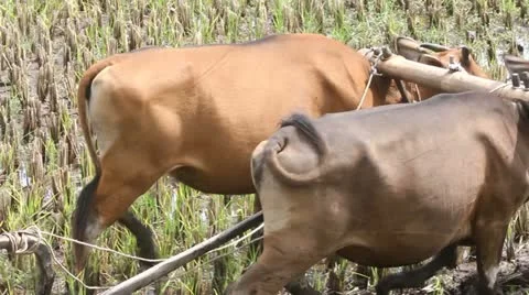 Buffalo, rice Stock Footage