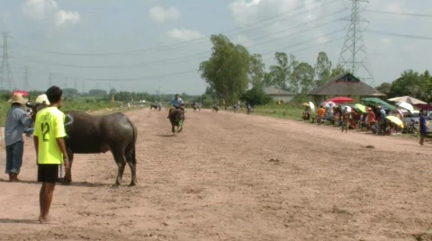 Buffalo rider training 16 Stock-Footage 488087