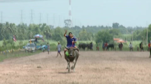 Buffalo rider training 18 Stock Footage 488076
