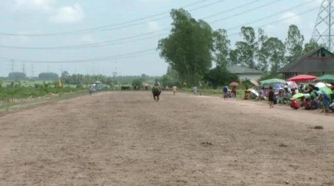 Buffalo rider training 19 스톡 동영상 488070
