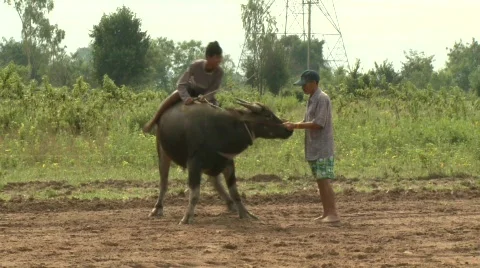 Buffalo rider training 2 Stock Footage 484598