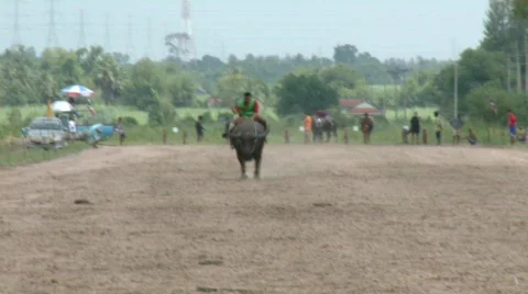 Buffalo rider training 20 Stock Footage 488065