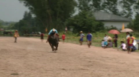 Buffalo rider training 22 스톡 동영상 488045