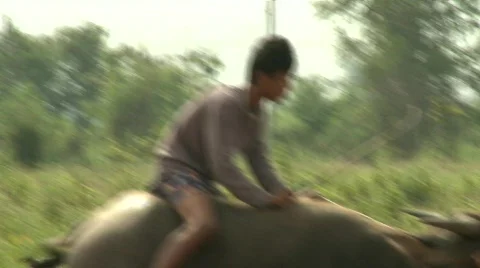 Buffalo rider training 3 Vídeo Stock 484586