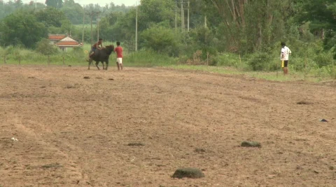 Buffalo rider training 6 Stock Footage 484554