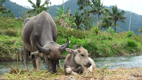 Buffalo on the river bank Video stock 275571526