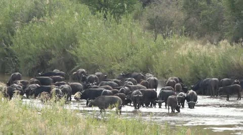 Buffalo in river drinking walking and splashing each another. Stock Footage 11901785