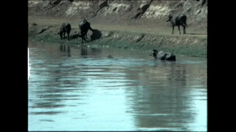 Buffalo in River Video stock 276292530