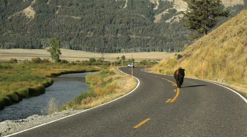 Buffalo on Road in Yellowstone National Park Stock Footage